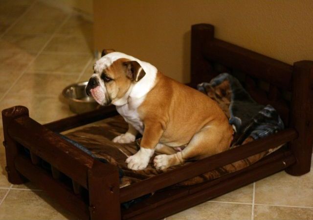 Gift for a Loved Pet (5 pics)