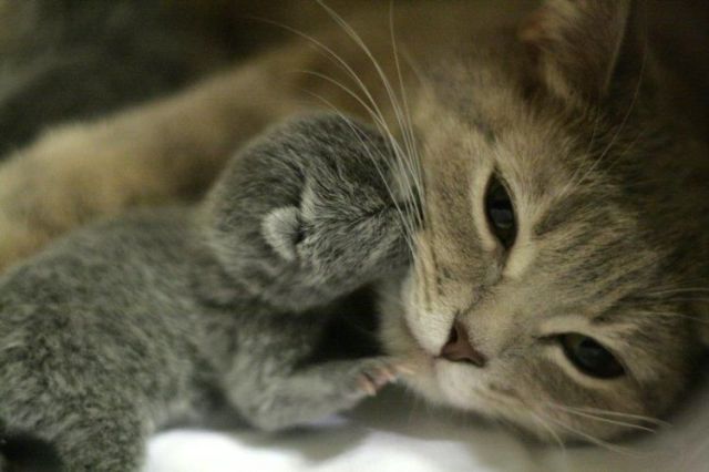 These funny animals (46 pics)
