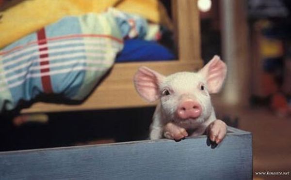 These funny animals (46 pics)