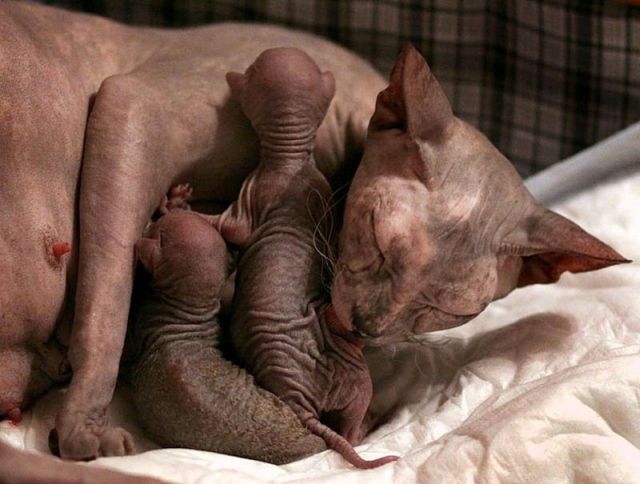 These funny animals (46 pics)