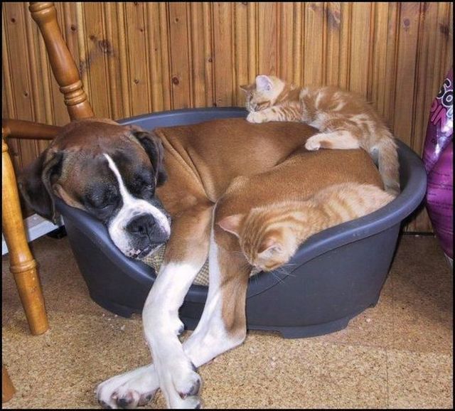 These funny animals (46 pics)