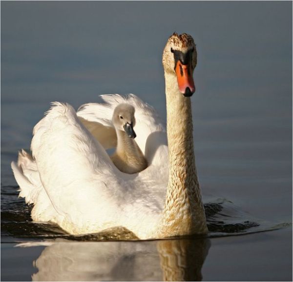 These funny animals (46 pics)