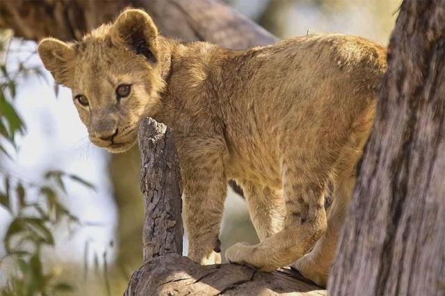 These funny animals (46 pics)