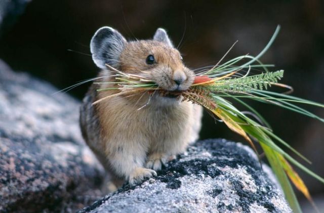 These funny animals (46 pics)