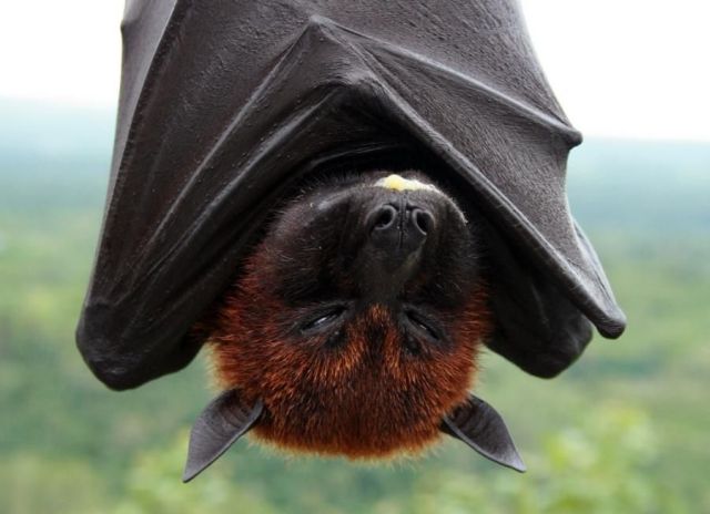These funny animals (46 pics)