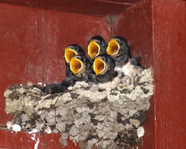 These funny animals (46 pics)
