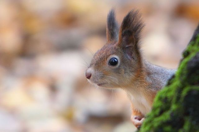 These funny animals (46 pics)