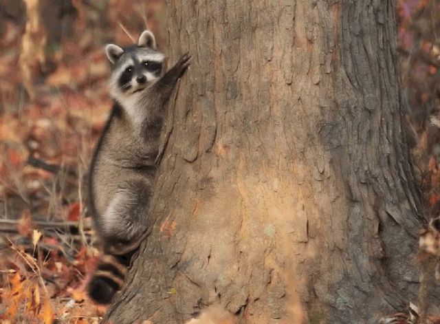 These funny animals (46 pics)