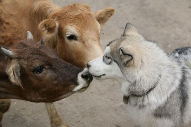 These funny animals (46 pics)