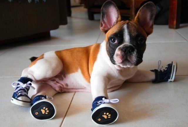 These funny animals (46 pics)
