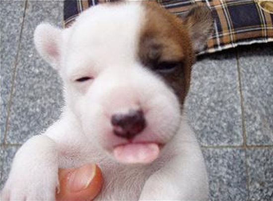 These funny animals (46 pics)