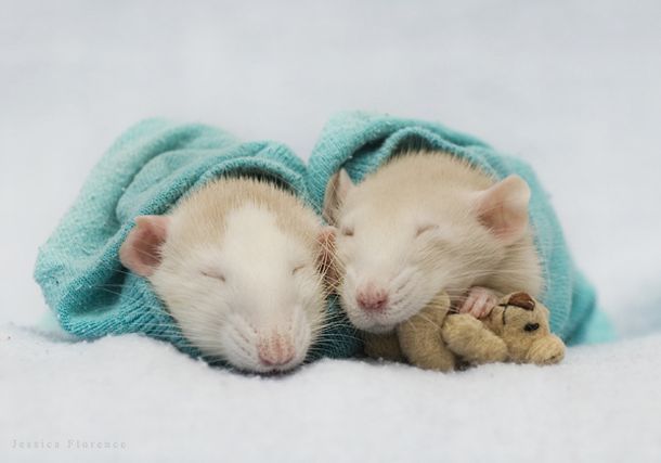 These funny animals (46 pics)