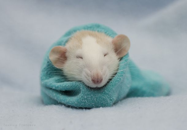 These funny animals (46 pics)