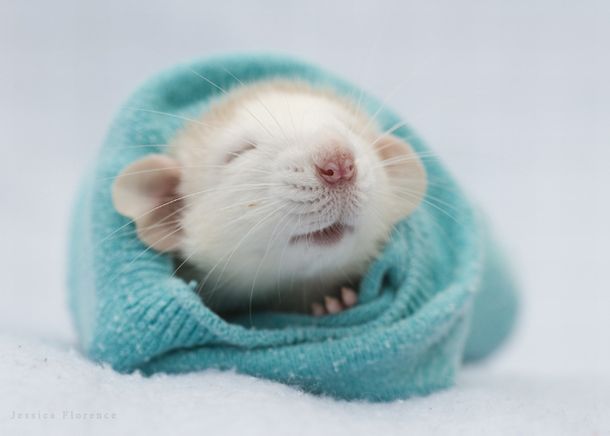 These funny animals (46 pics)
