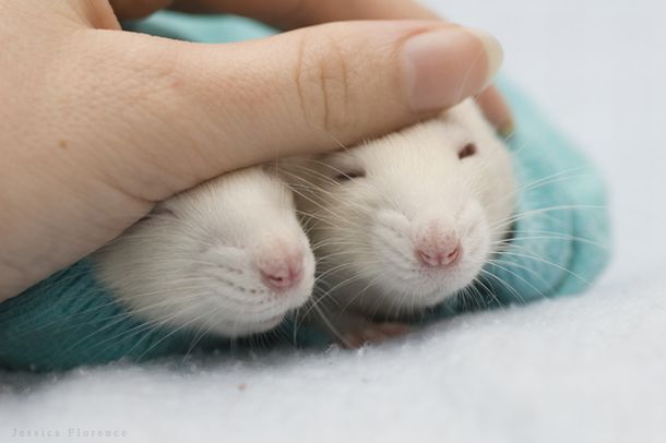 These funny animals (46 pics)