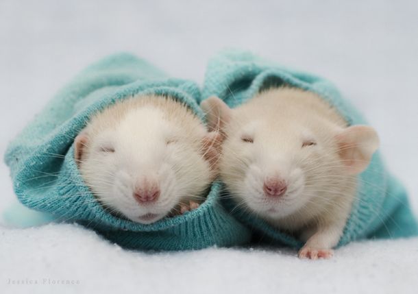 These funny animals (46 pics)