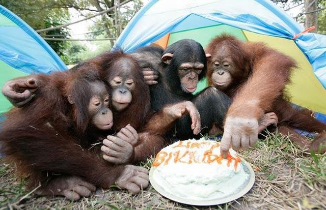 These funny animals (46 pics)