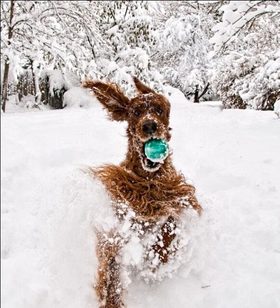 These funny animals (46 pics)