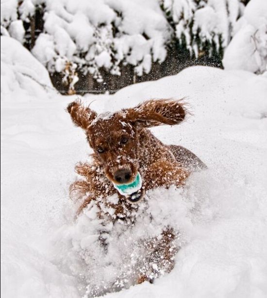 These funny animals (46 pics)