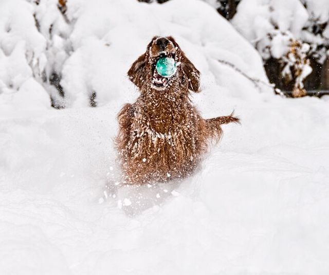 These funny animals (46 pics)