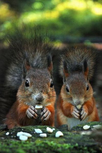 These funny animals (46 pics)
