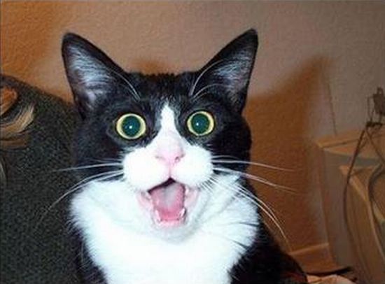 These funny animals (46 pics)