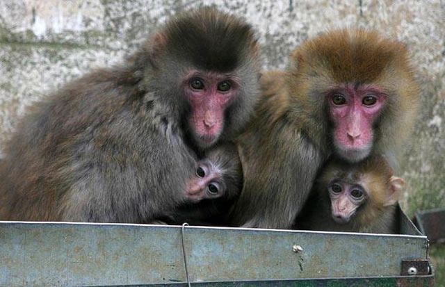 These funny animals (46 pics)