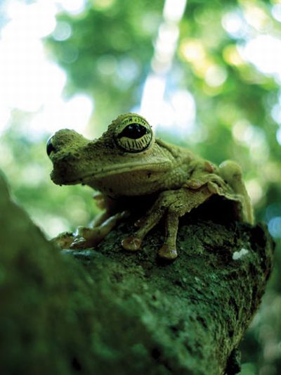 These funny animals (46 pics)