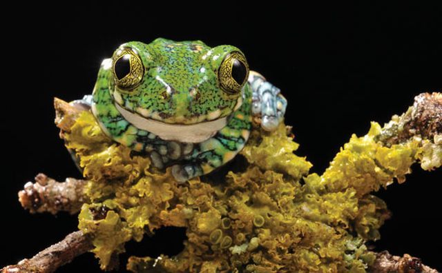 These funny animals (46 pics)
