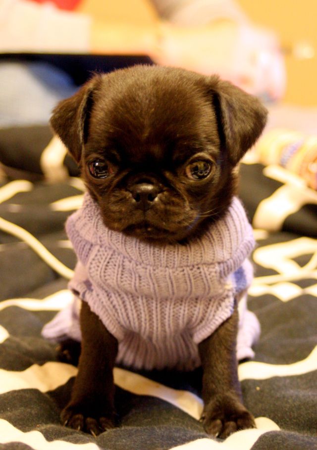 These funny animals (46 pics)