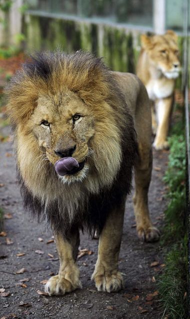 These funny animals (46 pics)