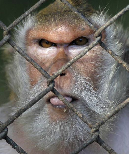 These funny animals (46 pics)