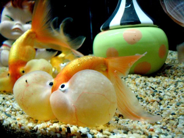 These funny animals (46 pics)