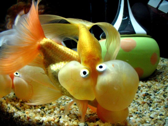 These funny animals (46 pics)