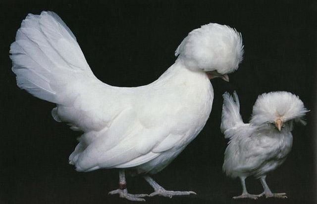These funny animals (46 pics)