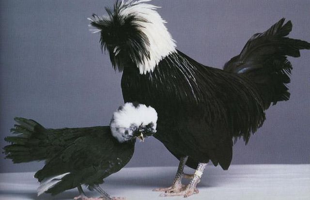 These funny animals (46 pics)