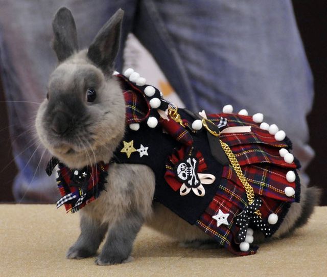 These funny animals (46 pics)