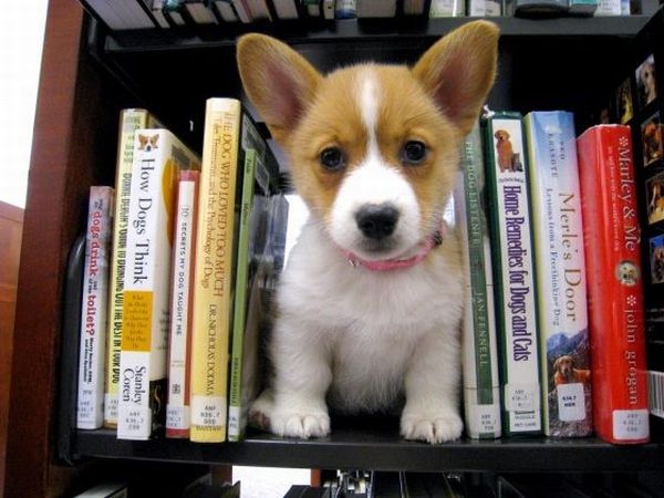 These funny animals (46 pics)