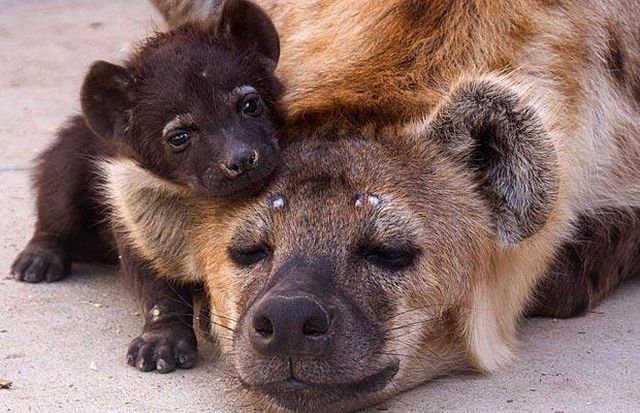 These funny animals (46 pics)