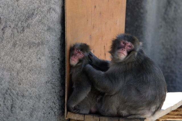 These funny animals (33 pics)
