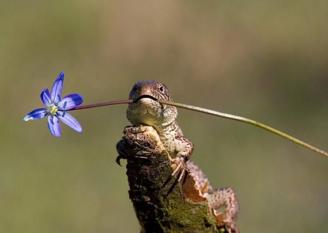 These funny animals (33 pics)