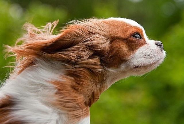 These funny animals (33 pics)