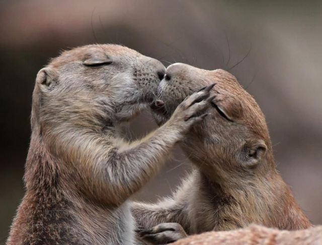 These funny animals (33 pics)