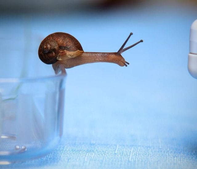 These funny animals (33 pics)