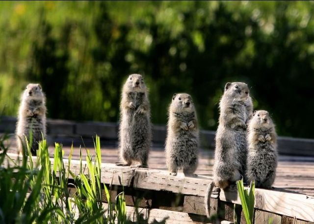 These funny animals (33 pics)