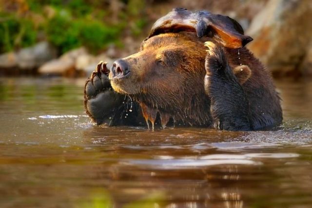 These funny animals (33 pics)