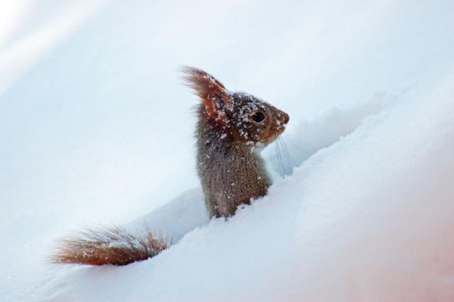 These funny animals (33 pics)