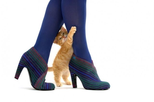 These funny animals (33 pics)