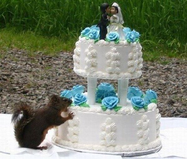These funny animals (33 pics)