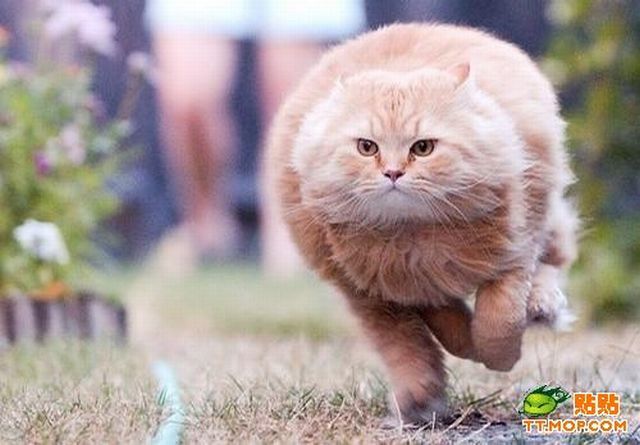 These funny animals (33 pics)